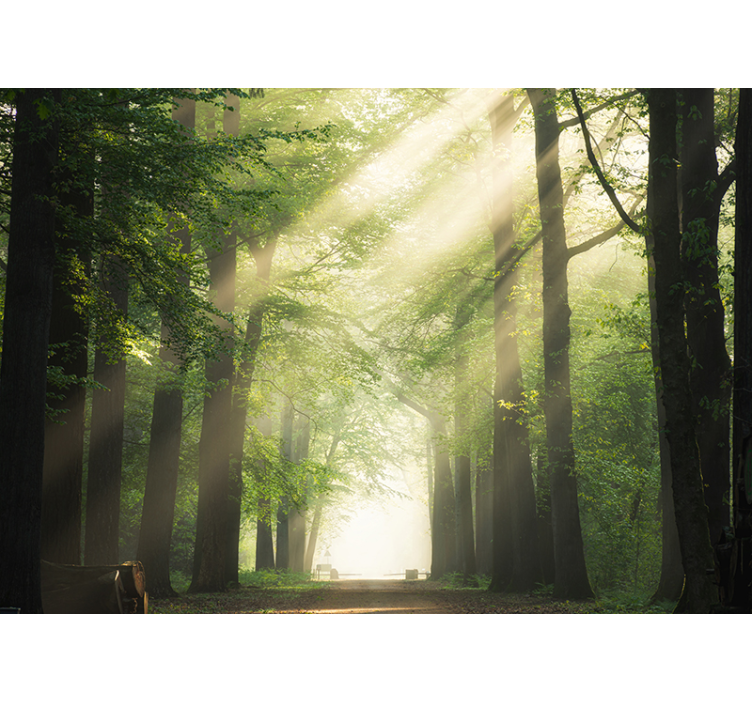 Sun between forest trees nature wall mural - TenStickers