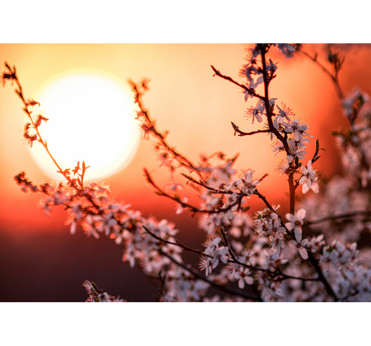 Sunset Blossom Display flower wall mural - TenStickers