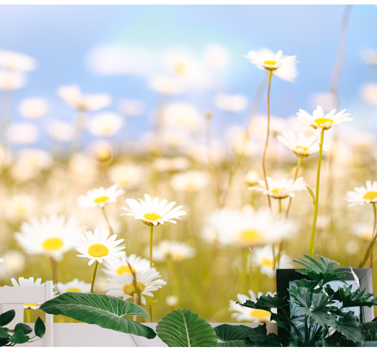 Daisies in Bloom flower wall mural - TenStickers