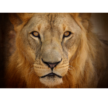 Wild lion Dining Room Wall Mural - TenStickers