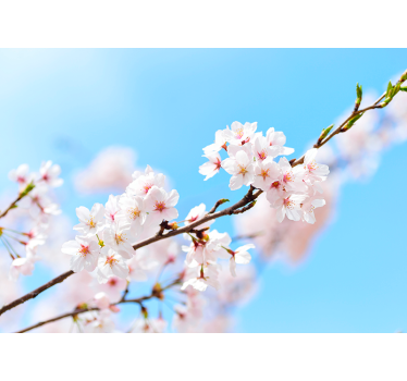 White cherry blossom mural wallpaper - TenStickers
