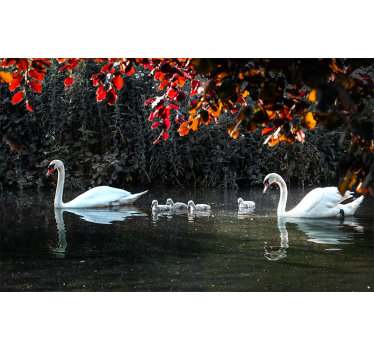 Polish swans mural wallpaper - TenStickers