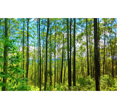 Polish forest birches nature murals - TenStickers