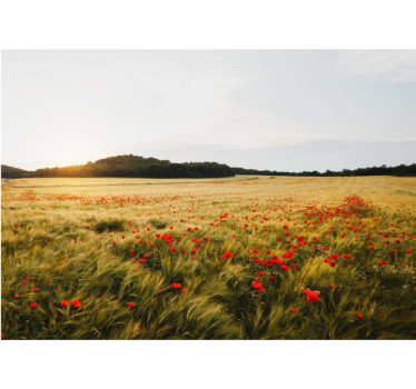 Poppy Blossom Meadow flower wall mural - TenStickers