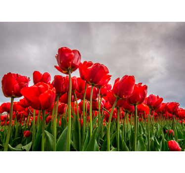 Red flowers filed with cloudy sky mural wallpaper - TenStickers