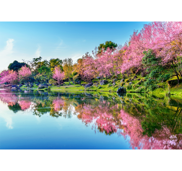 Beautiful cherry blossoms trees mural wallpaper - TenStickers