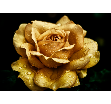 close up golden rose rose mural - TenStickers