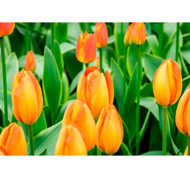 Tulip wall mural tulip blooms in abundance - TenStickers
