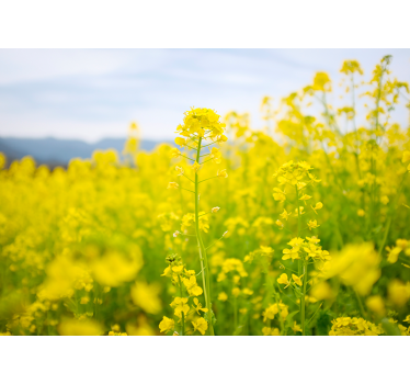 Golden Blossom Meadow flower wall mural - TenStickers