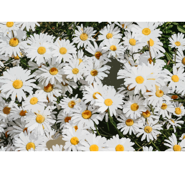 Daisy painted meadow mural wallpaper - TenStickers