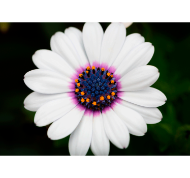 Flower wall mural white flower blossom - TenStickers