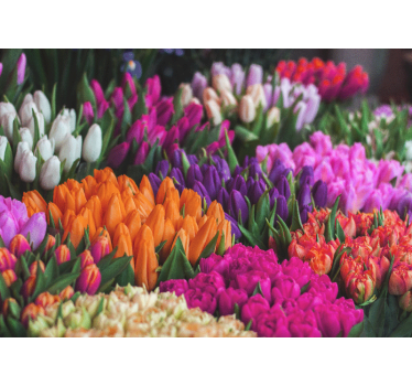 Different colored tulip mural - TenStickers