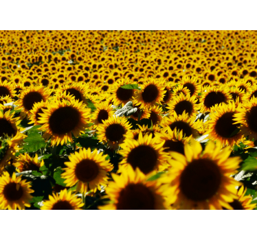 Sunflower field close flower mural wallpaper - TenStickers