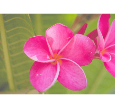 Pink floral accent flower wall mural - TenStickers