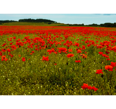 Long poppy field Poppy Wallpaper Photo - TenStickers