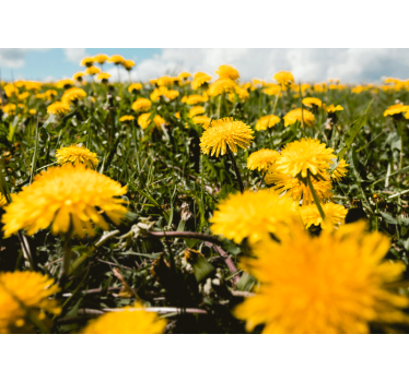 Dandelion yellow field Poppy Wallpaper Photo - TenStickers