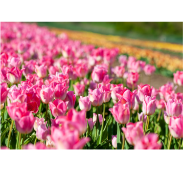 Vibrant blossoming field tulip wall mural - TenStickers