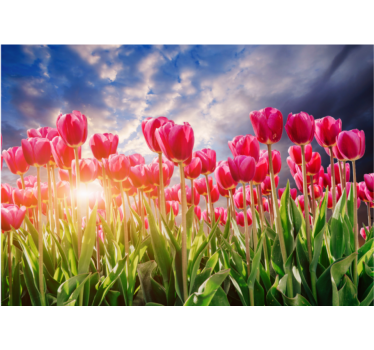 Radiant tulip field flower wall mural - TenStickers
