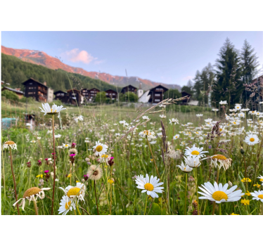 Field of daisies and village tulip mural - TenStickers