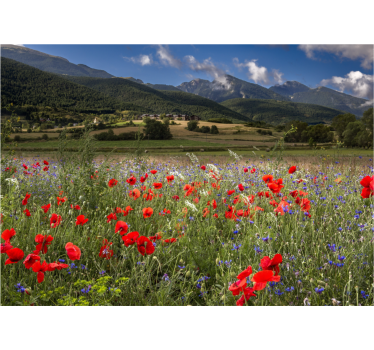 Pretty prairie field with flowers mural wallpaper - TenStickers