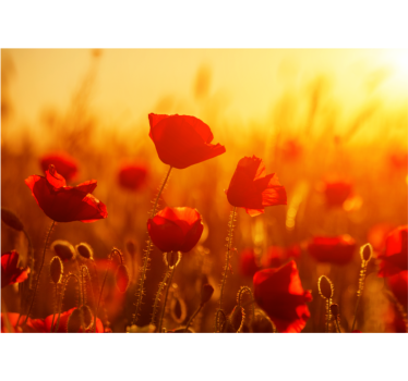 Sunny picture with flowers marriage Wallpaper Photo - TenStickers
