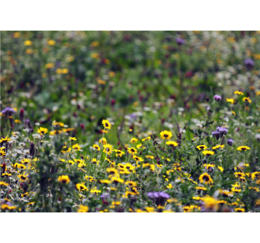Flower wall mural sunny meadow blooms - TenStickers