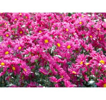 Pink floral explosion flower wall mural - TenStickers