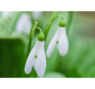 Flower wall mural snowdrop floral elegance - TenStickers