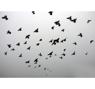 Aesthetic image of birds wall murals for teenage bedrooms - TenStickers