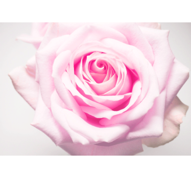 Poppy wall mural soft pink rose - TenStickers