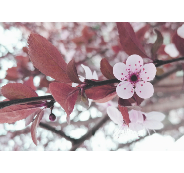 Elegant feminin ornamental cherry design mural wallpaper - TenStickers