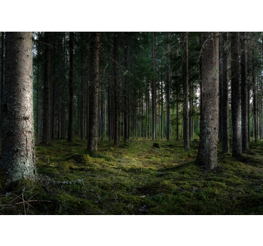 Trees in the forest nature murals - TenStickers