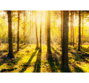 Nature wall mural sunlit forest scene - TenStickers