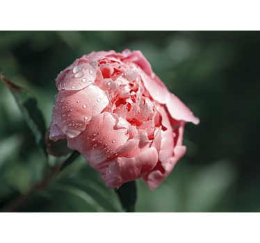 Wet Peoni flower mural wallpaper - TenStickers