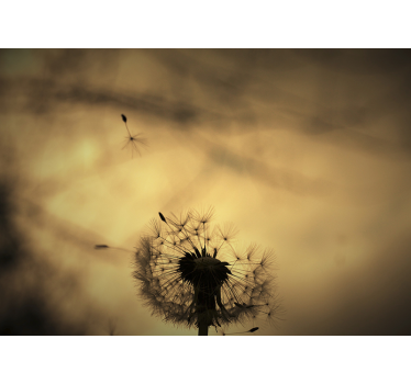 Dandelion wall mural dandelion silhouette - TenStickers
