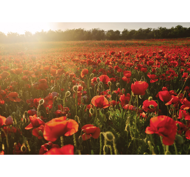 Red poppies sunset flower photo mural - TenStickers