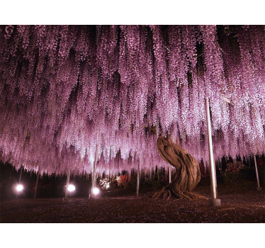 Flower wall mural wisteria blossom canopy - TenStickers