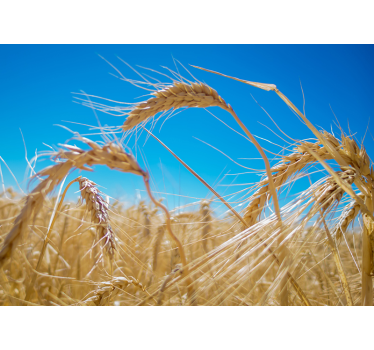 Wheat field nature murals - TenStickers