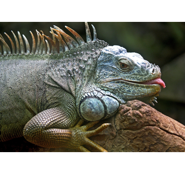 Iguana mural wallpaper - TenStickers