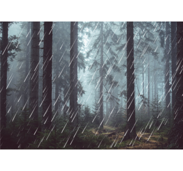 Wet forest with fog  forest mural wallpaper - TenStickers
