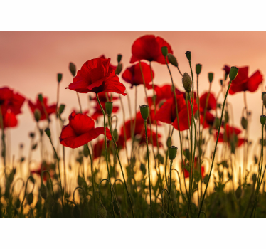 Poppies with a sunset Poppy Wallpaper Photo - TenStickers