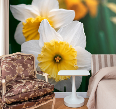 Close up of white and orange daffodils  mural wallpaper - TenStickers