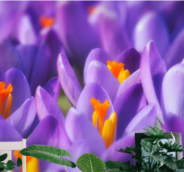 Flower wall mural purple crocus blooms - TenStickers