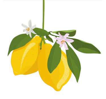 Kitchen poster lemon tree - TenStickers