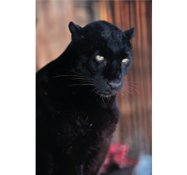 Living room poster of a stalking leopard - TenStickers