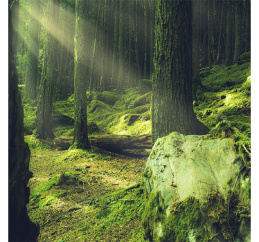 Living room poster nature rocks covered in moss - TenStickers