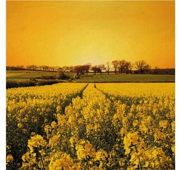 Living room poster of yellow flower field - TenStickers