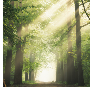 Living room poster green forest with the sun - TenStickers
