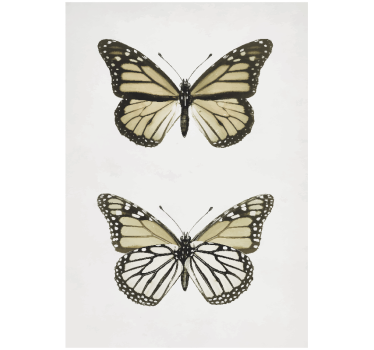 Vintage Butterfly living room poster - TenStickers