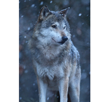 Wolf in the snow animal design poster - TenStickers